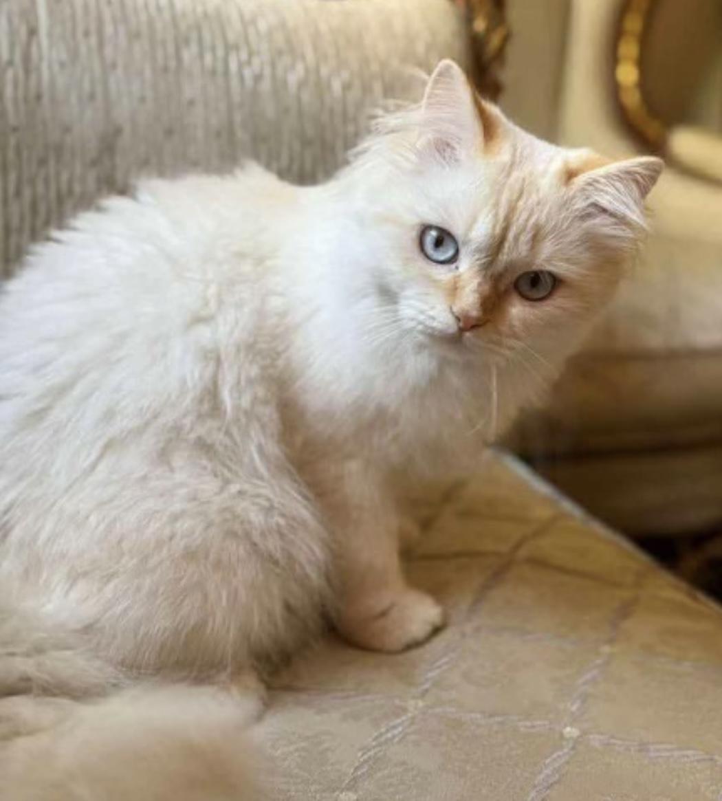 Lina, a Adoptable Persian in Allentown, NJ image 5/6
