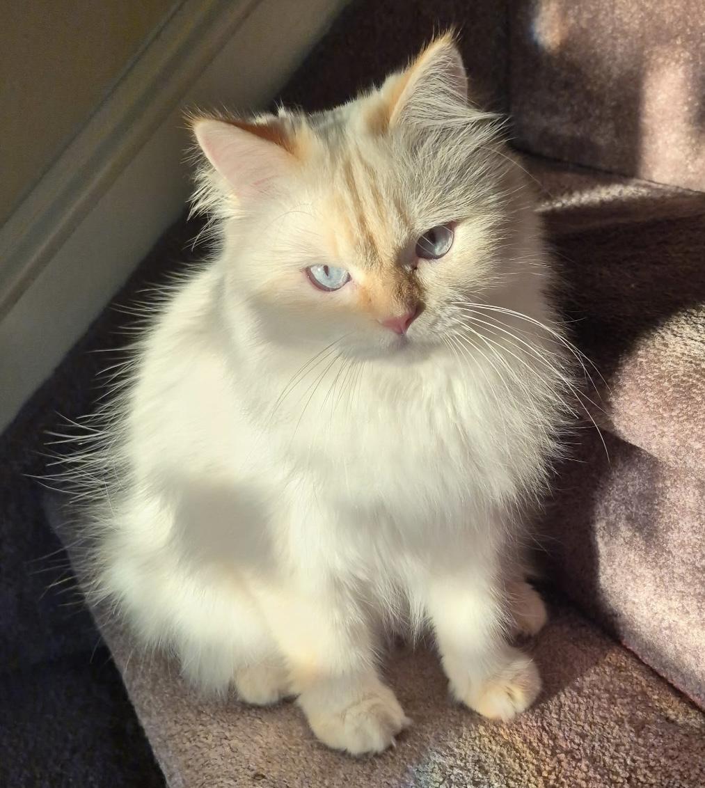 Lina, Adoptable, Adult Female Persian.