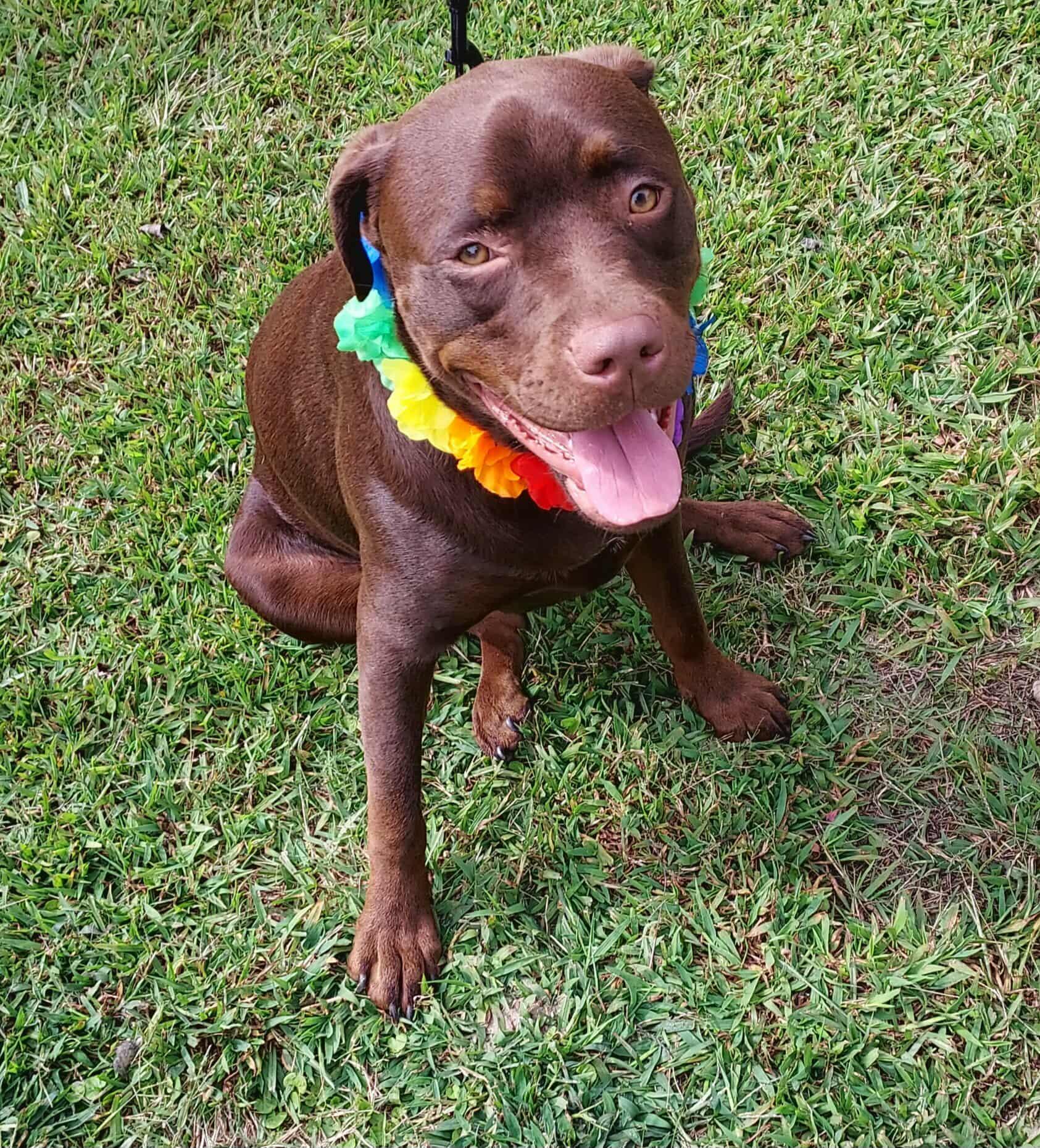 Kora