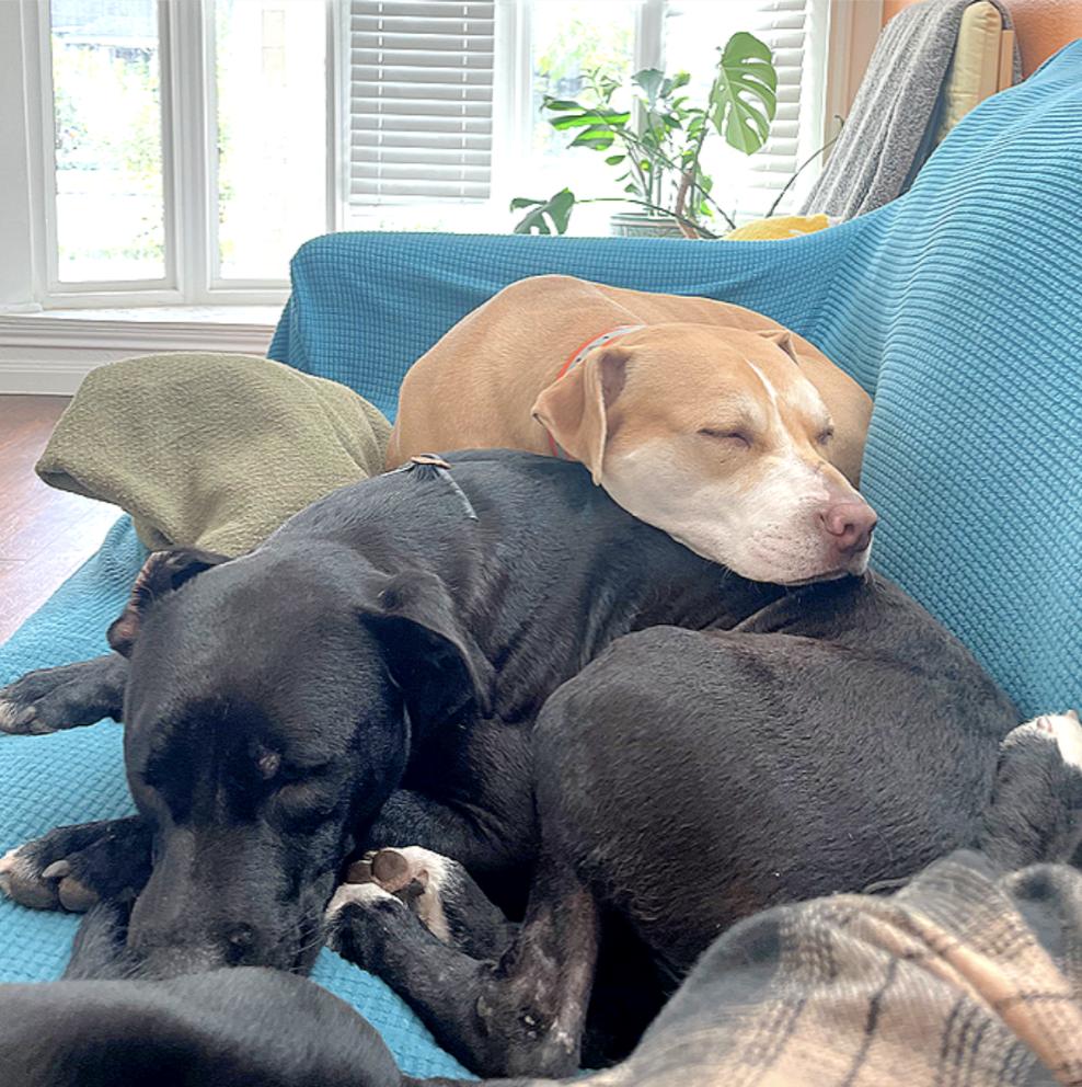 Tuxie — thumbnail 2