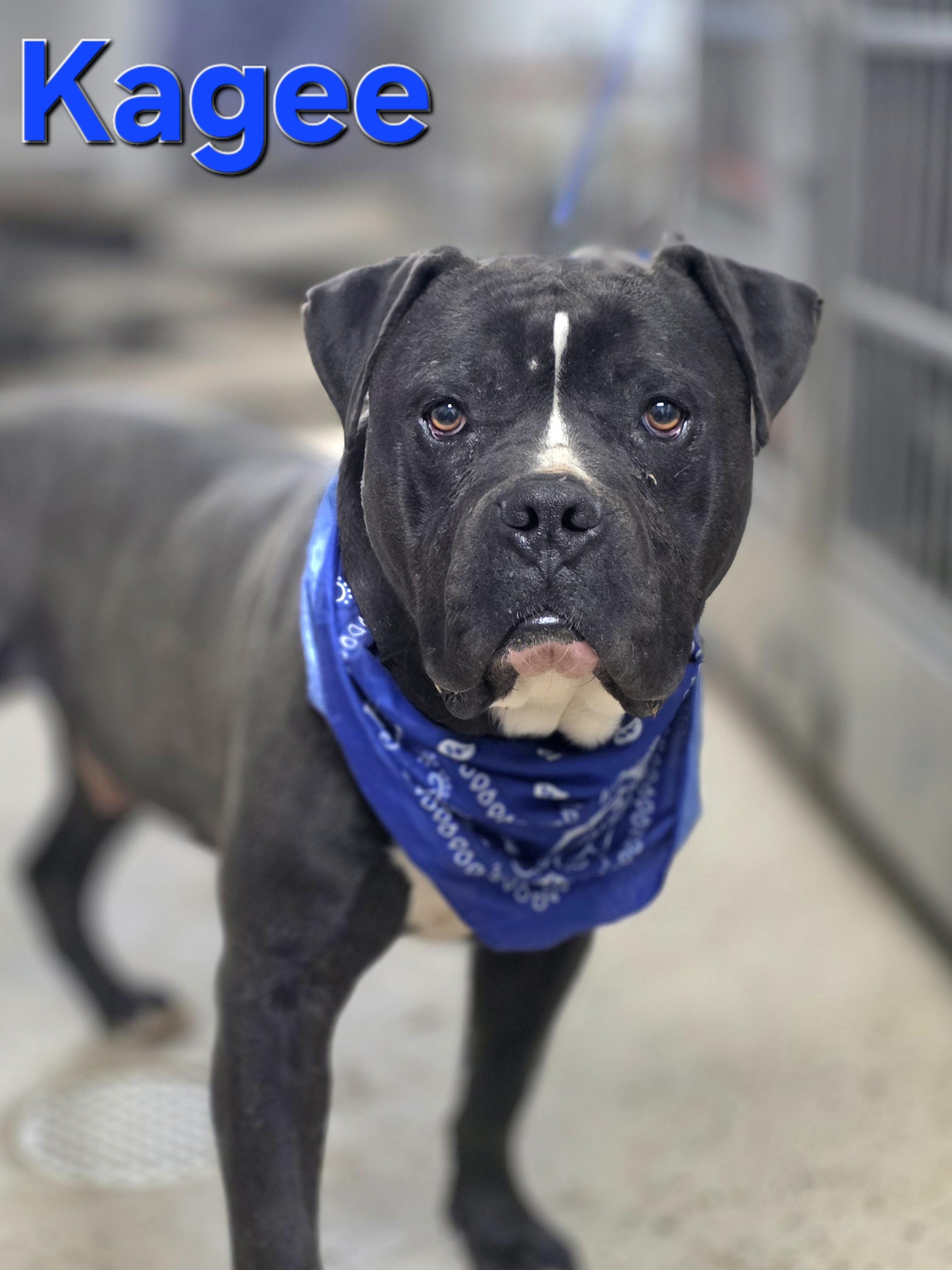 Kagee, a ADOPTABLE mixed breed in Walthill, NE image 2/4