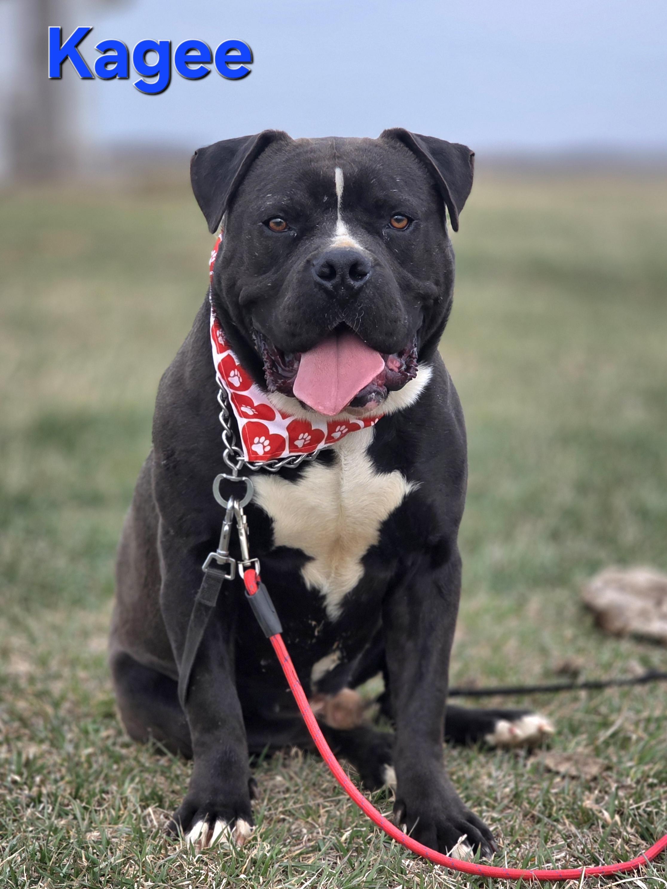 Kagee, a ADOPTABLE mixed breed in Walthill, NE image 1/4