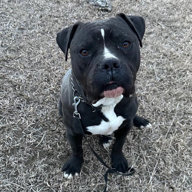 Kagee, a ADOPTABLE mixed breed in Walthill, NE image 4/4