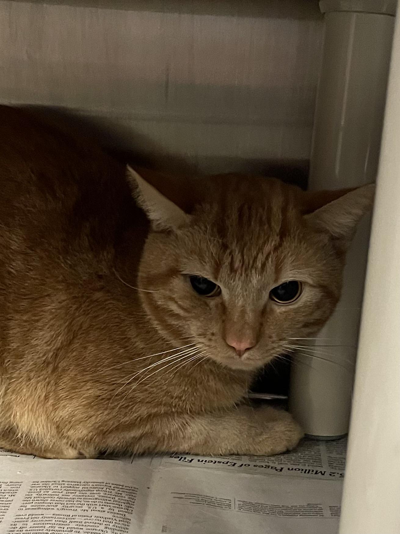 Daisy, ADOPTABLE, Young Female American Shorthair.