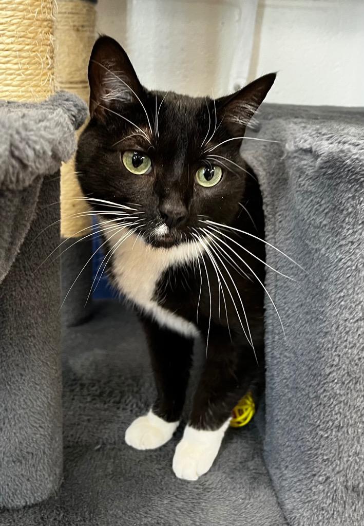 Umbra, Adoptable, Adult Female Domestic Short Hair.