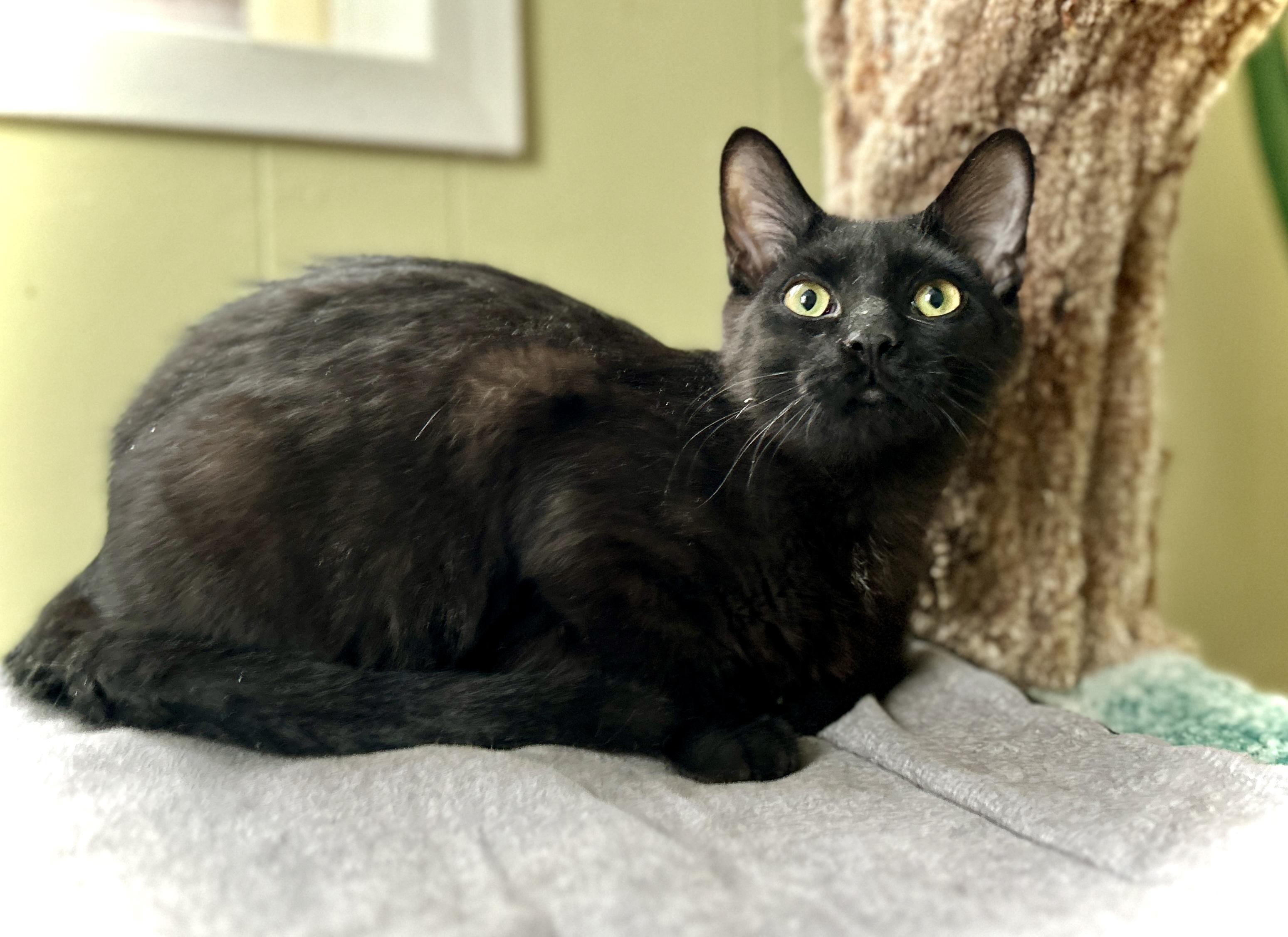 Enlarge Bowie, a ADOPTABLE Domestic Short Hair in Guelph, ON image 3/3