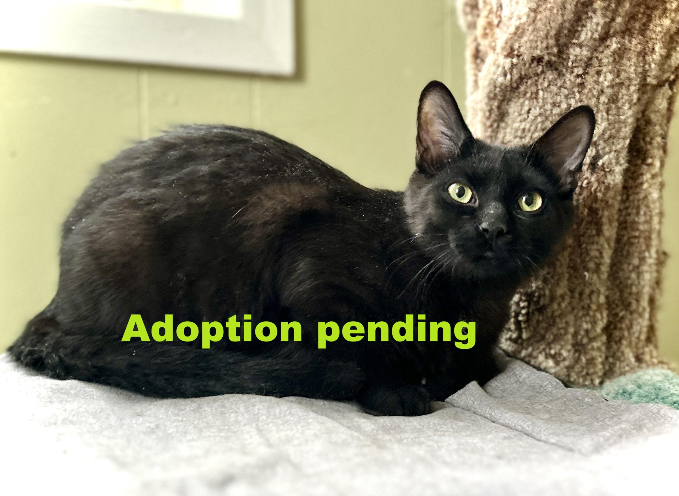 Bowie, ADOPTABLE, Kitten Male Domestic Short Hair.