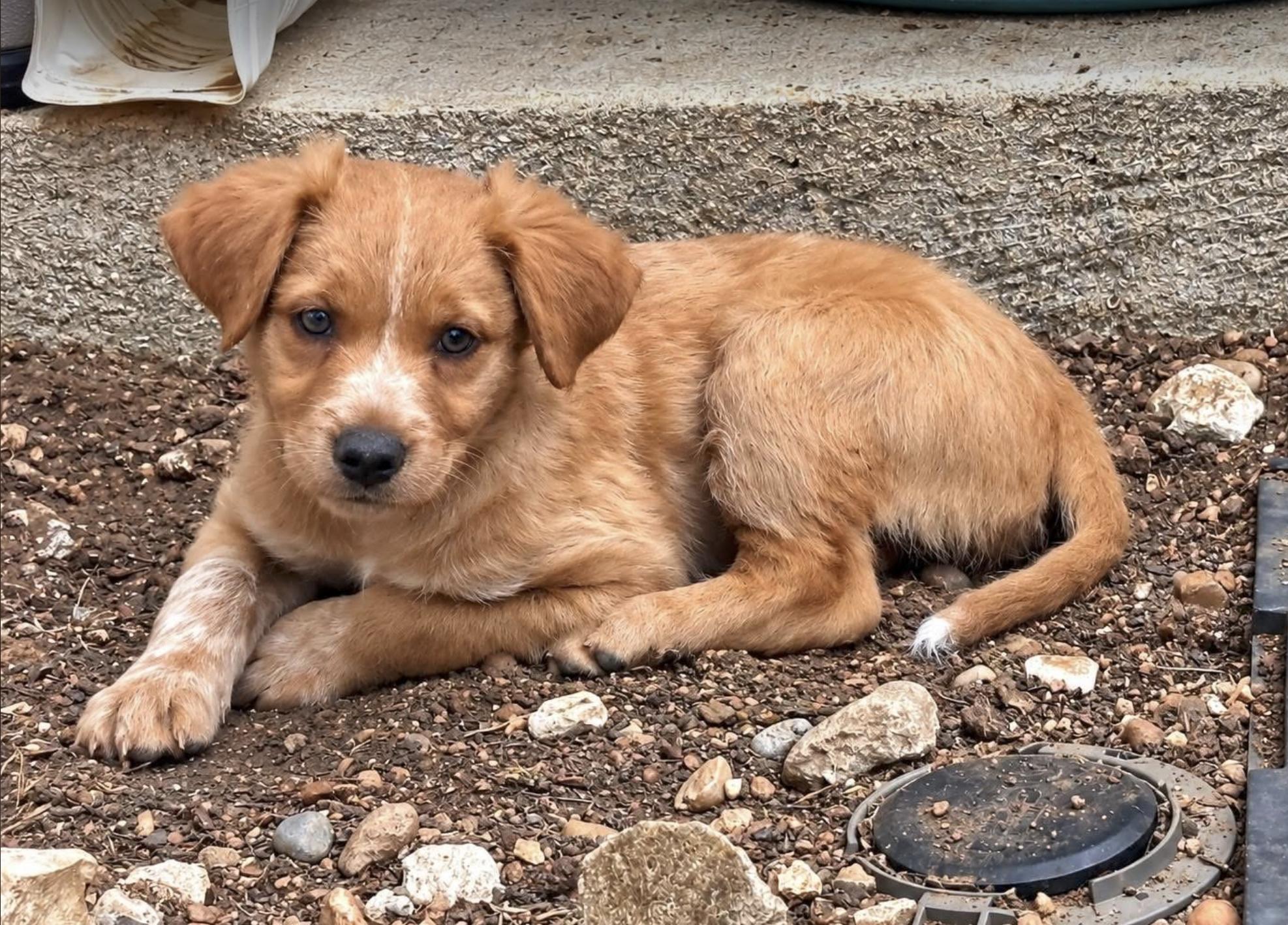 Enlarge Beulah - CT, a Adoptable mixed breed in Vernon, CT image 1/3
