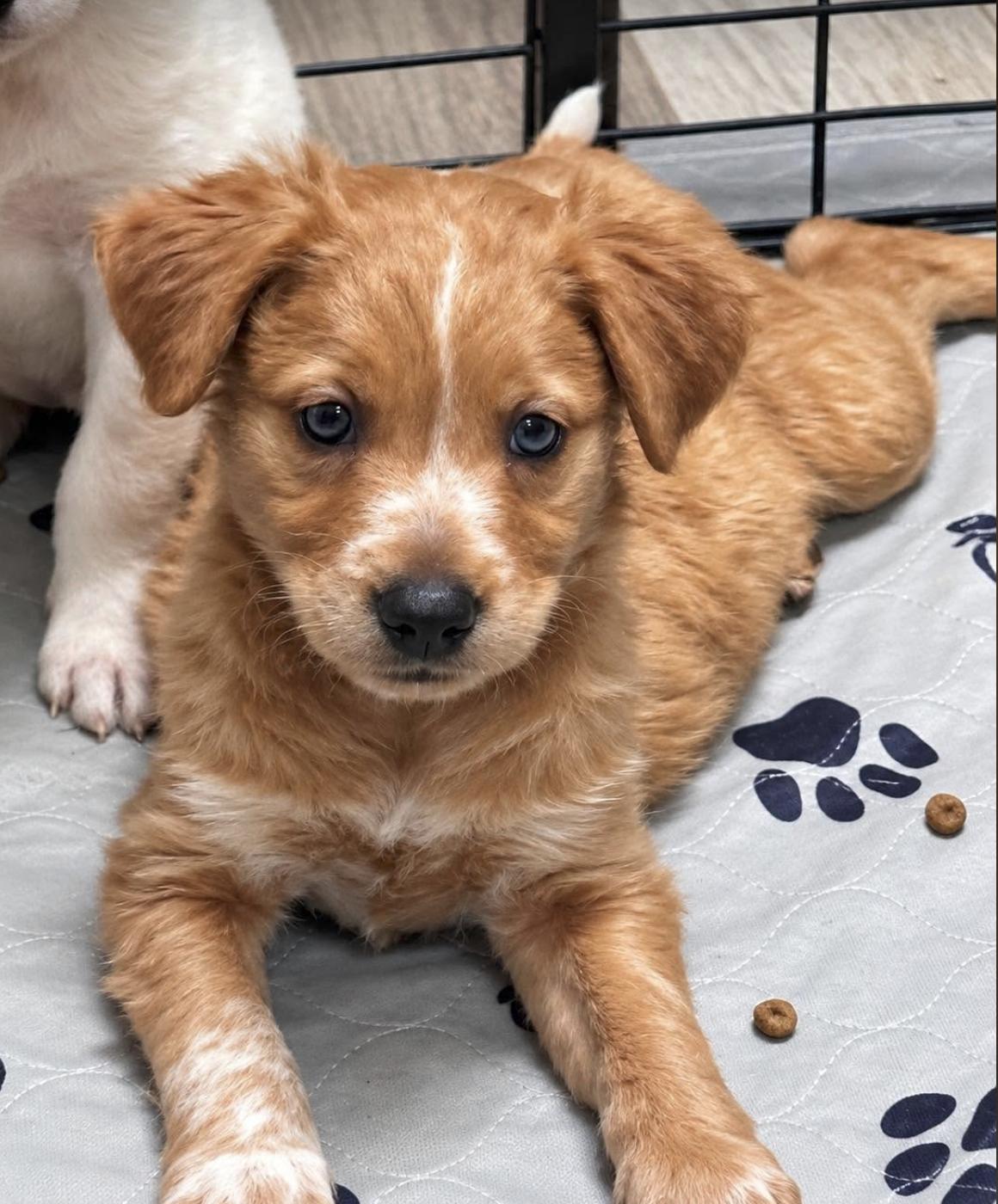 Enlarge Beulah - CT, a Adoptable mixed breed in Vernon, CT image 2/3