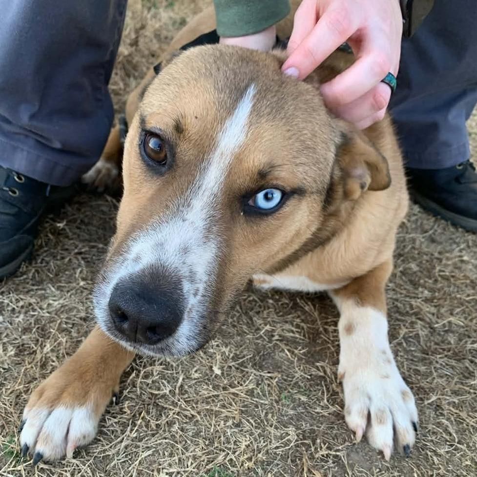 PERSEUS  Available NOW - ADOPTION or RESCUE!, Adoptable, Puppy Male Mixed Breed.