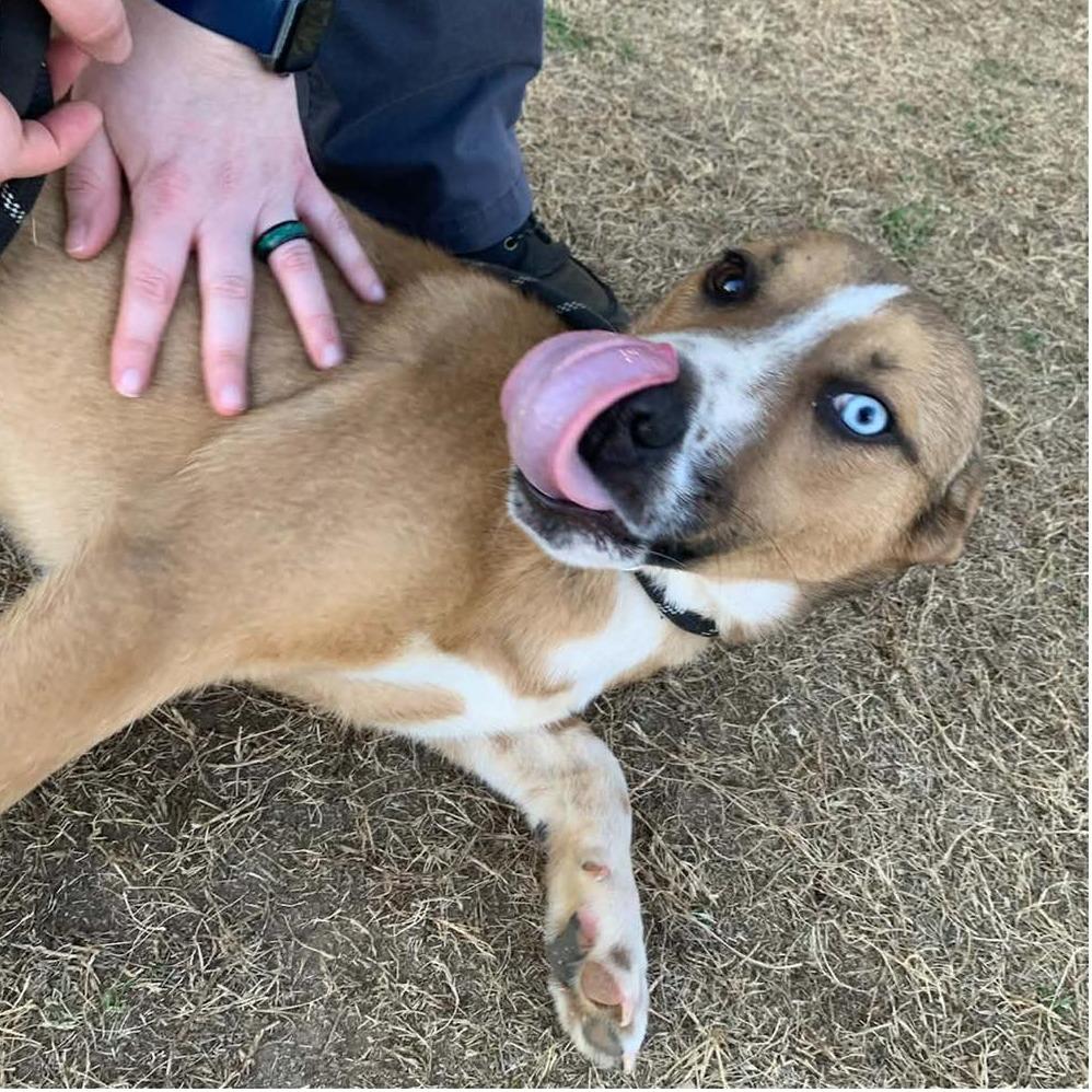 Enlarge PERSEUS  ADOPTED!, a Adoptable Mixed Breed in Nashville, NC image 2/2