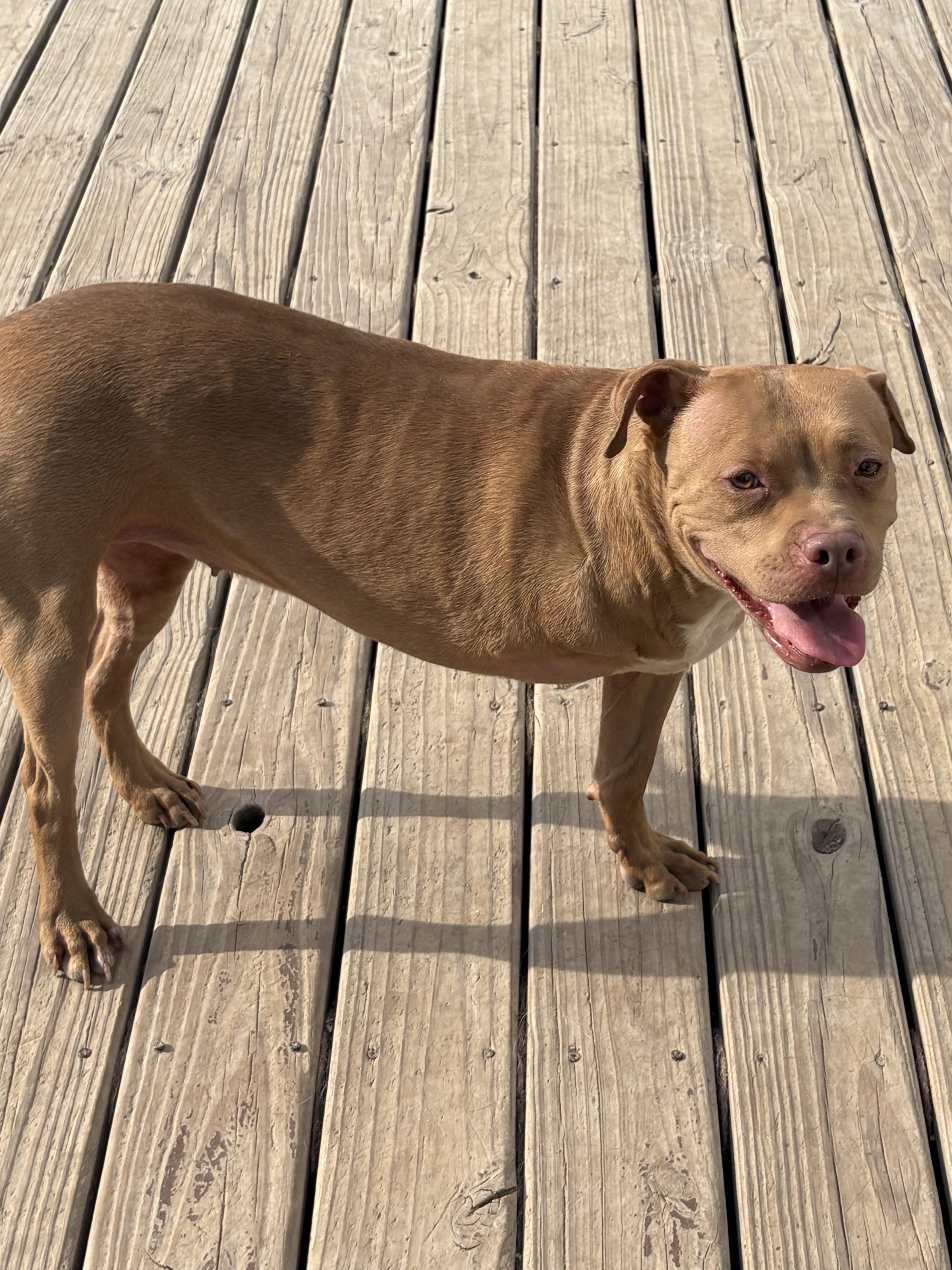 Trey, a ADOPTABLE mixed breed in Eaton Rapids, MI image 5/5