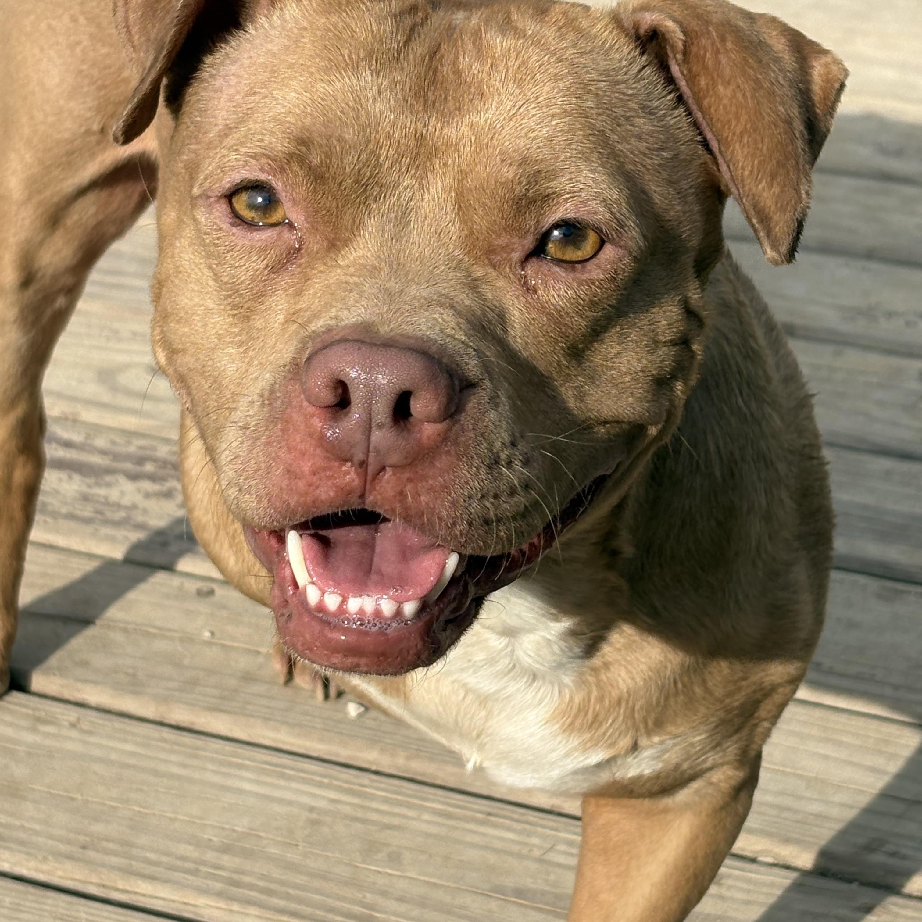 Trey, ADOPTABLE, Adult Female Pit Bull Terrier.