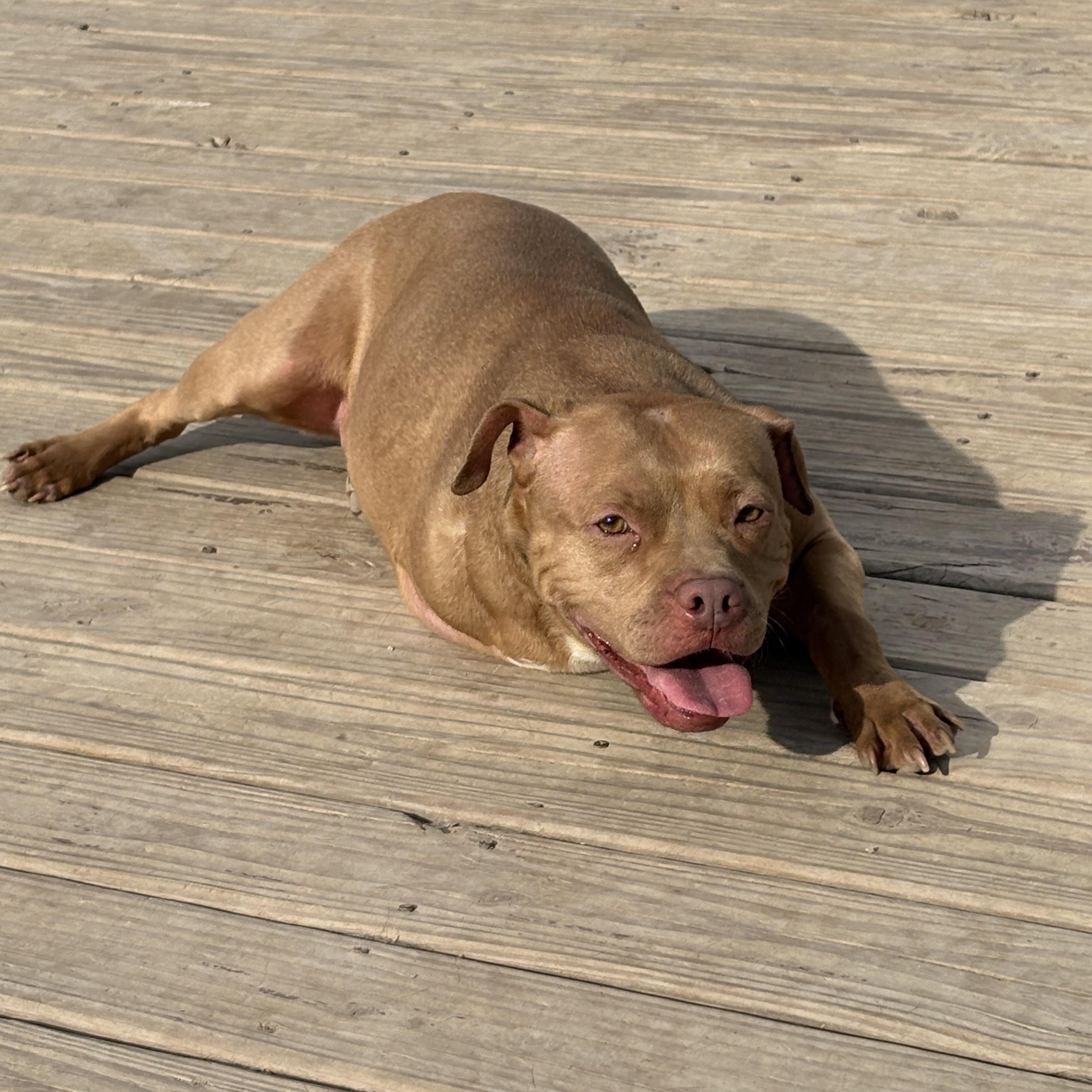 Trey, a ADOPTABLE mixed breed in Eaton Rapids, MI image 2/5