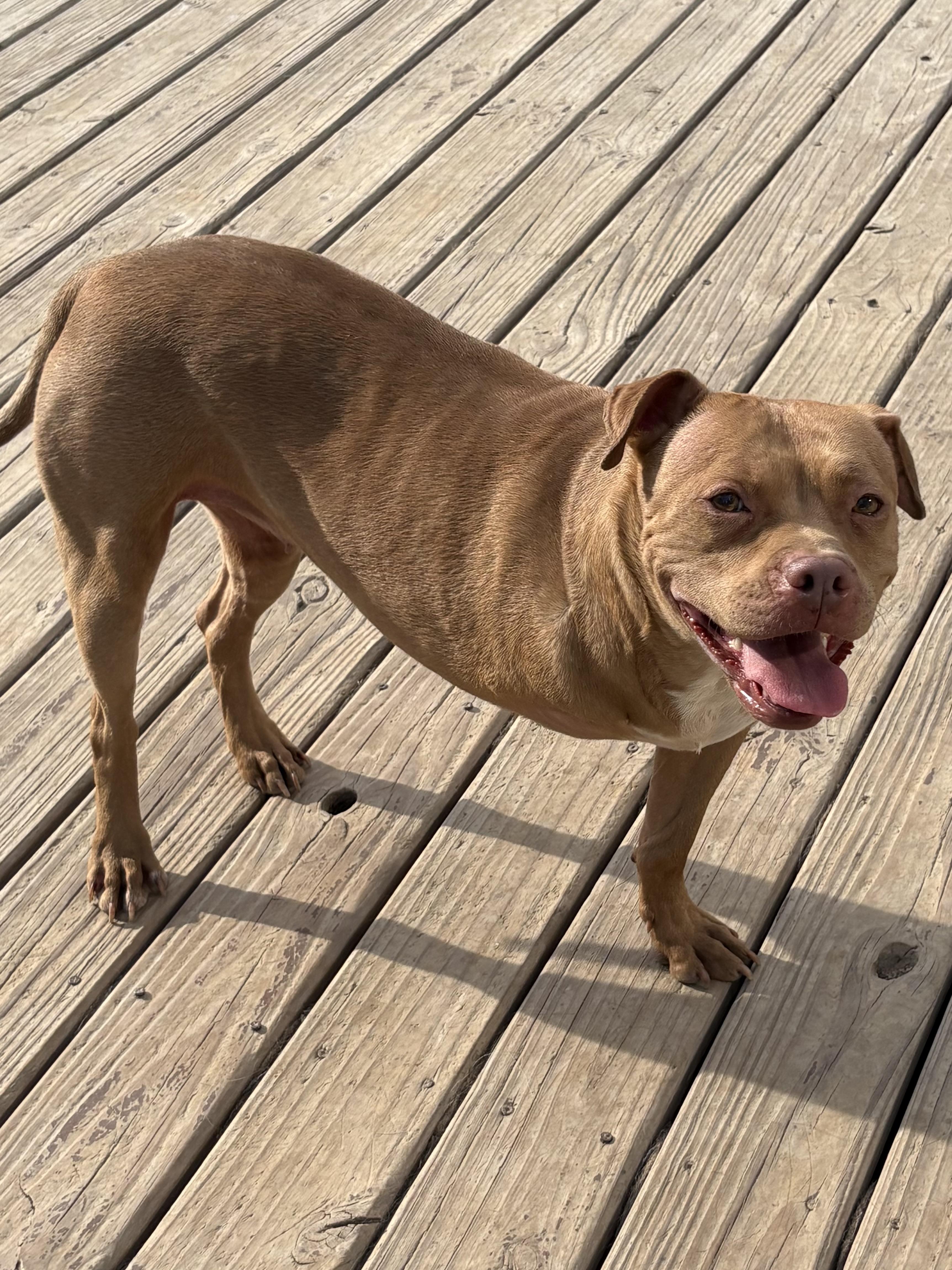 Trey, a ADOPTABLE mixed breed in Eaton Rapids, MI image 4/5