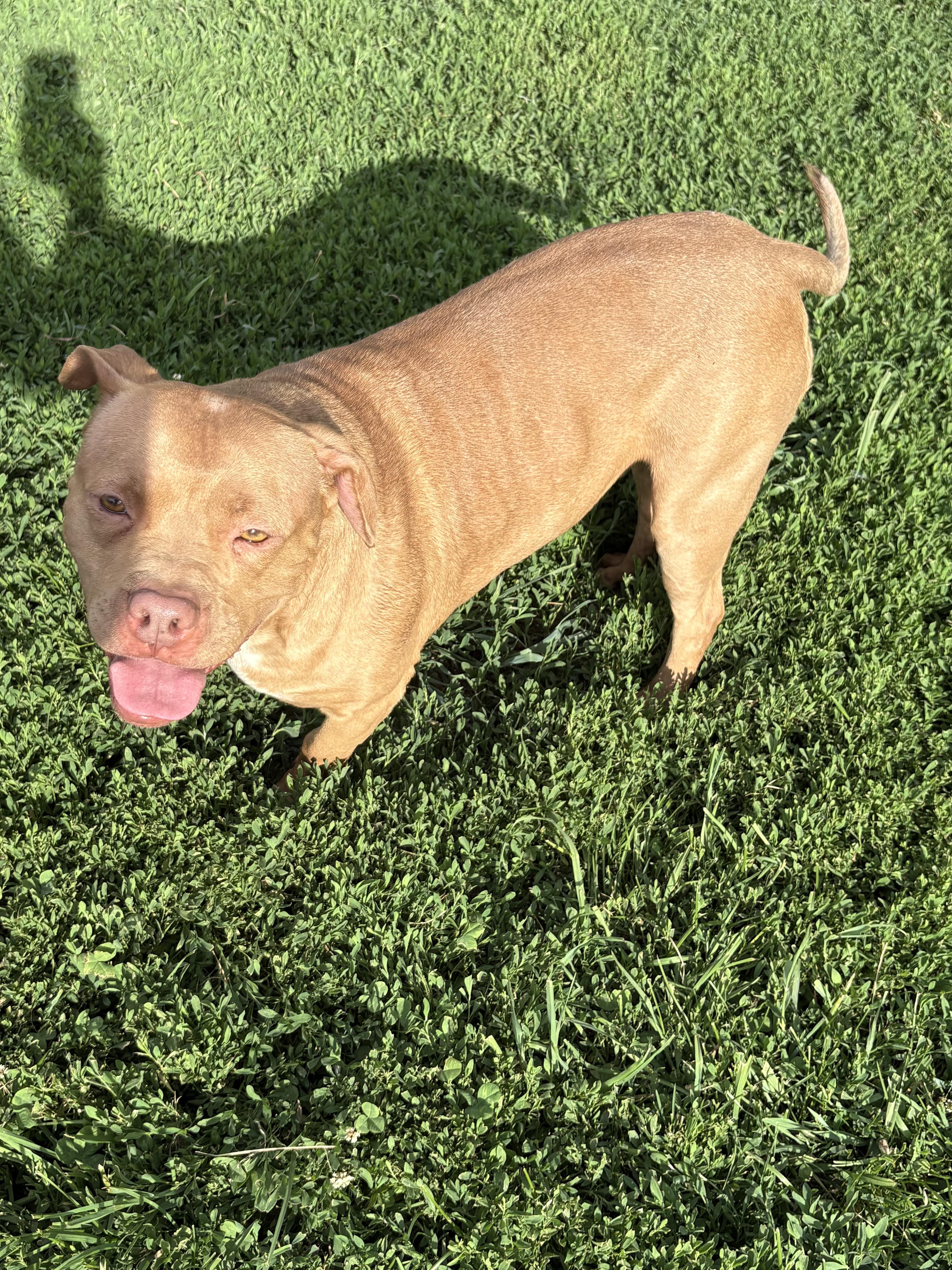 Trey, a ADOPTABLE mixed breed in Eaton Rapids, MI image 3/5