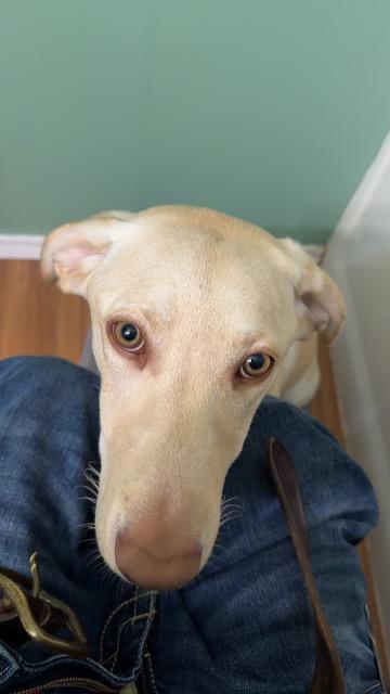 Winnie, Adopted, Young Female Yellow Labrador Retriever.