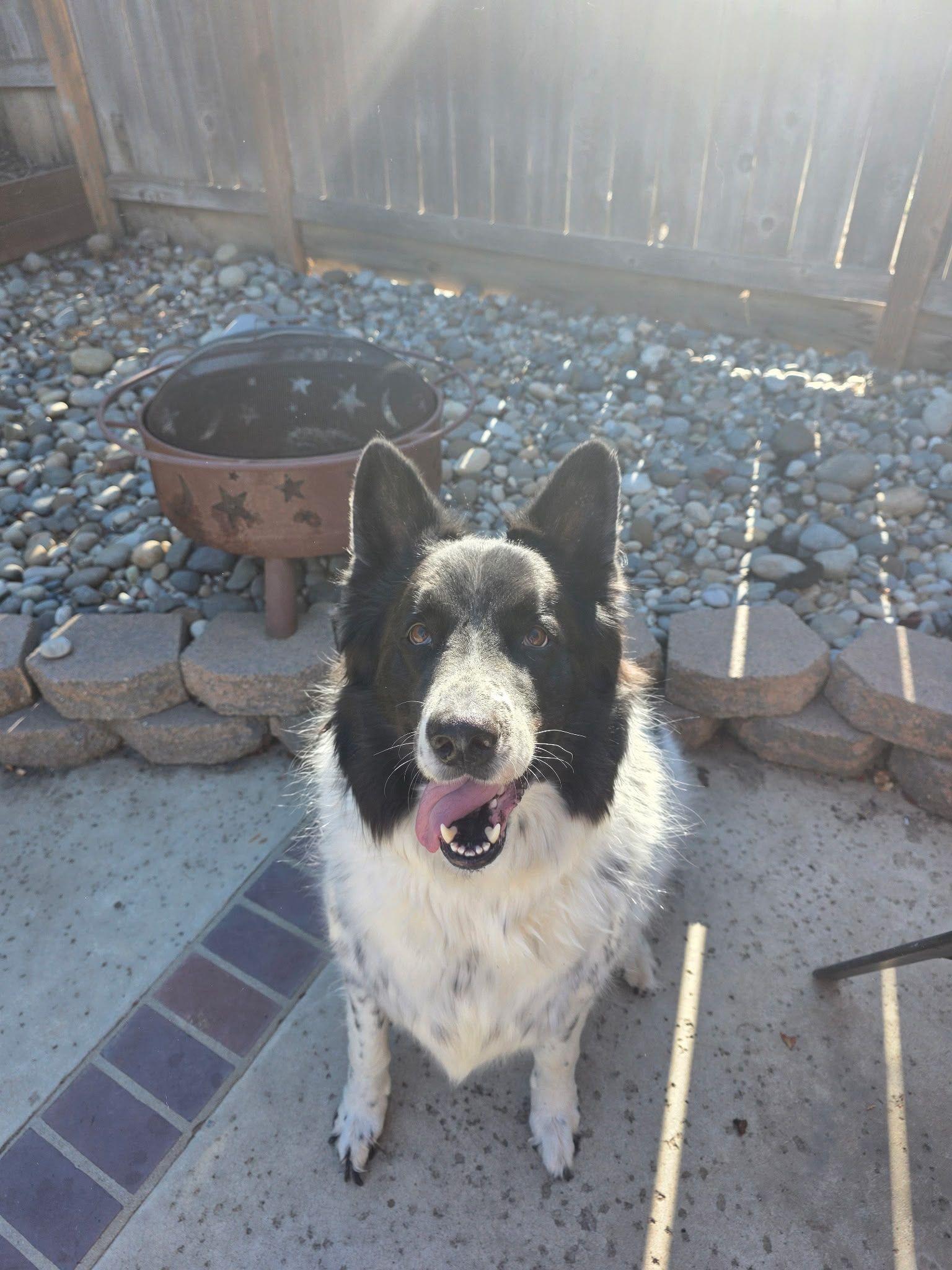 Luca, adopted, Adult Male Border Collie & Mountain Dog.