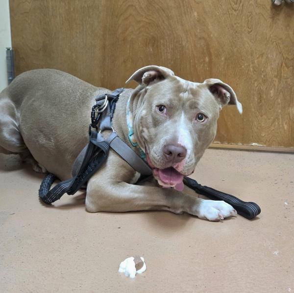 Enlarge Tequila, a Adoptable mixed breed in Kennewick, WA image 1/1