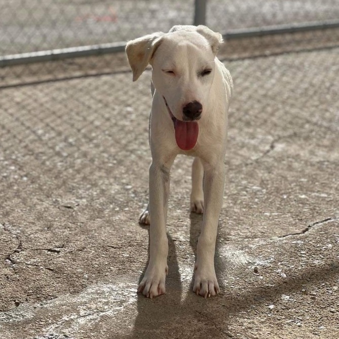 Enlarge Rufus, a Adoptable Labrador Retriever in Madison, WI image 4/6