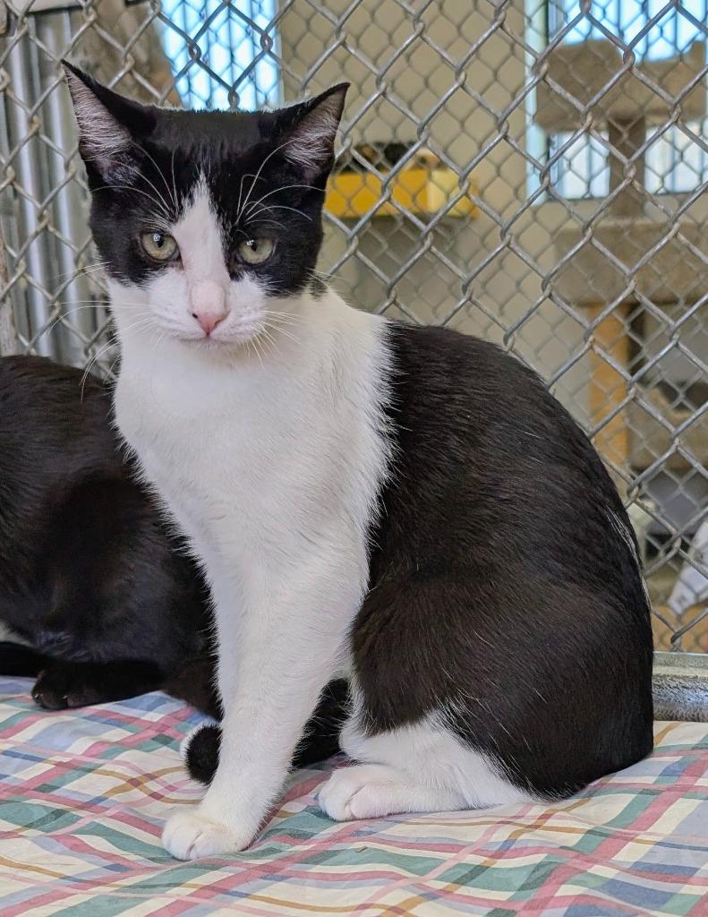 Enlarge Mork / Mindy, a Adoptable mixed breed in Peoria, AZ image 2/3
