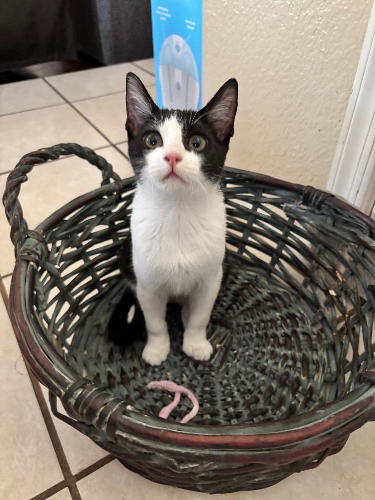 Enlarge Mork / Mindy, a Adoptable mixed breed in Peoria, AZ image 3/3