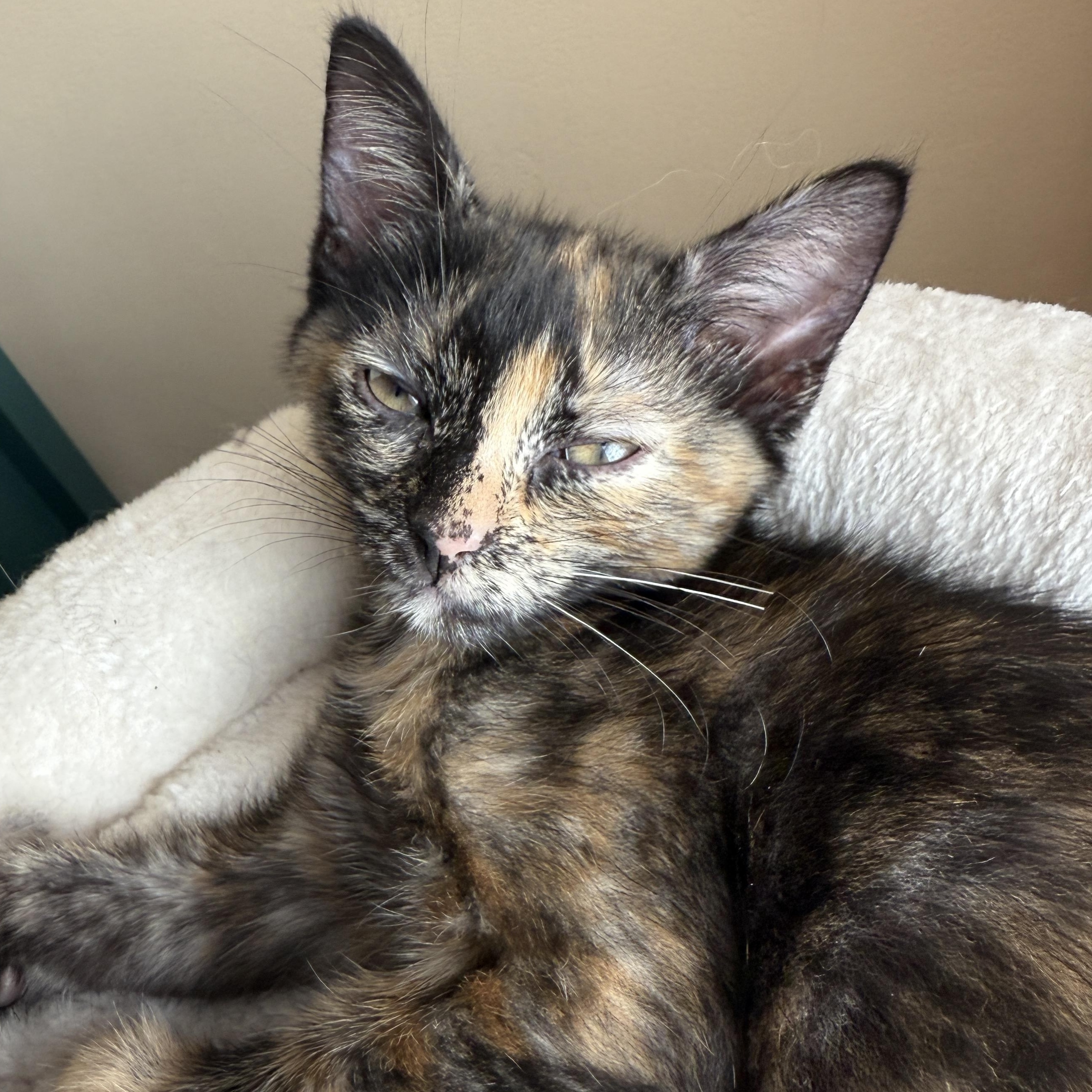 Enlarge Gemma, a ADOPTABLE Domestic Short Hair in Los Angeles, CA image 1/5