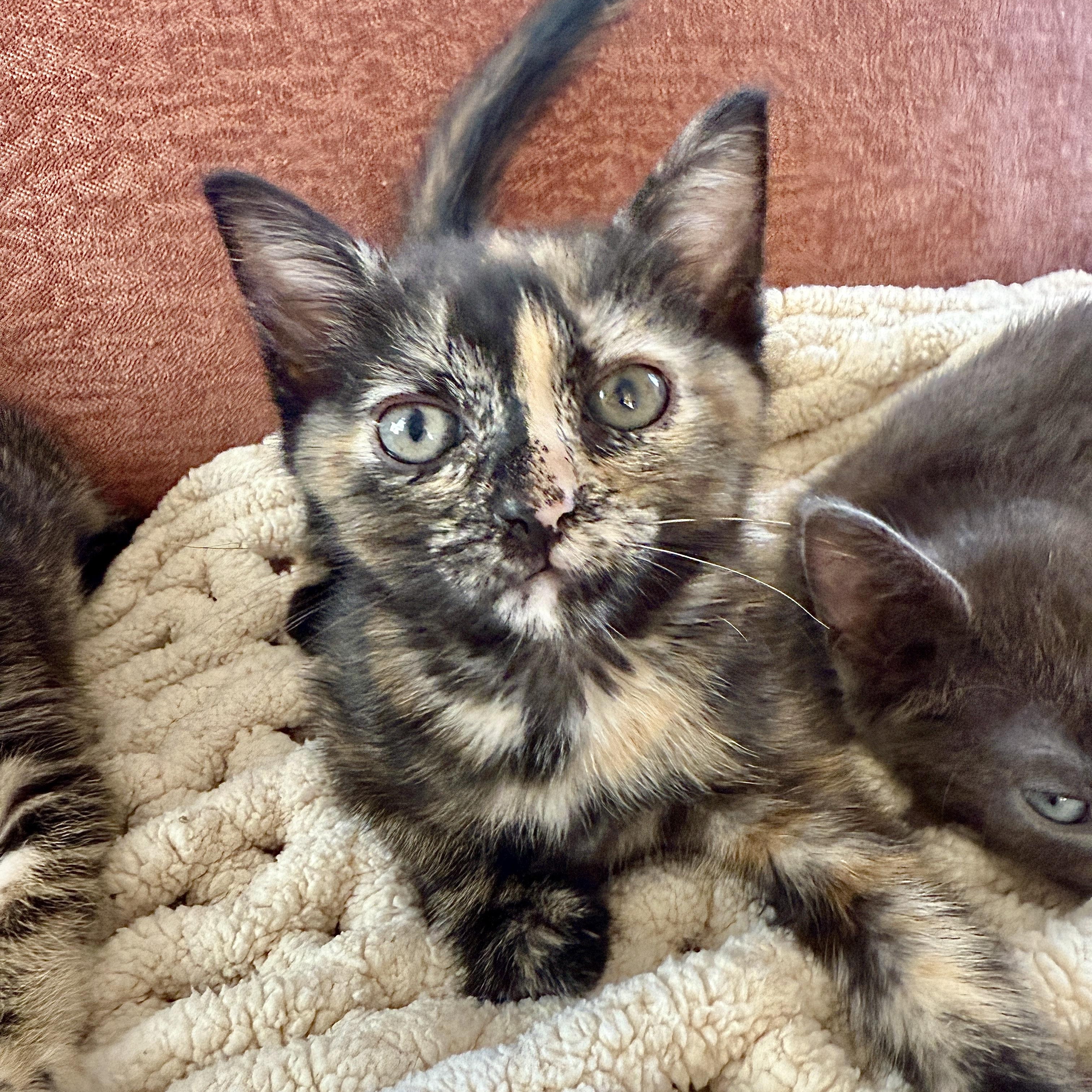 Enlarge Gemma, a ADOPTABLE Domestic Short Hair in Los Angeles, CA image 2/5