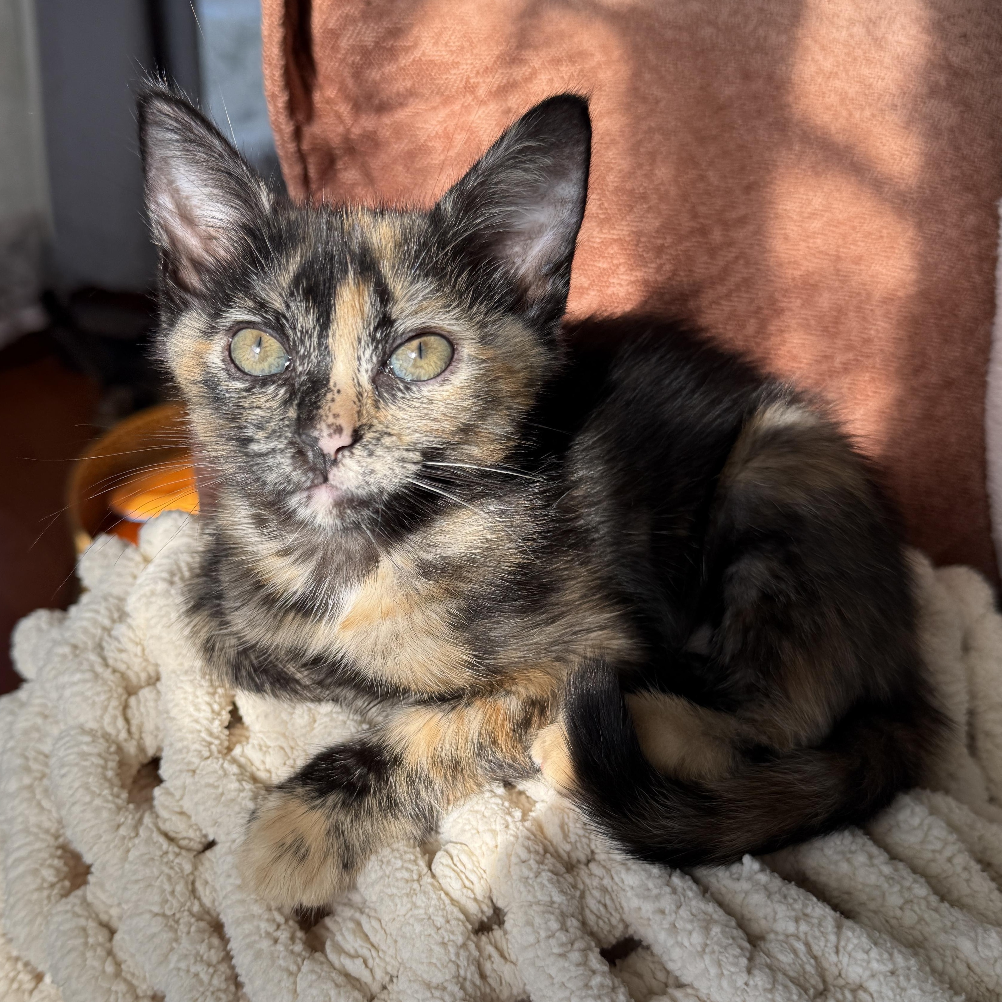 Enlarge Gemma, a ADOPTABLE Domestic Short Hair in Los Angeles, CA image 4/5