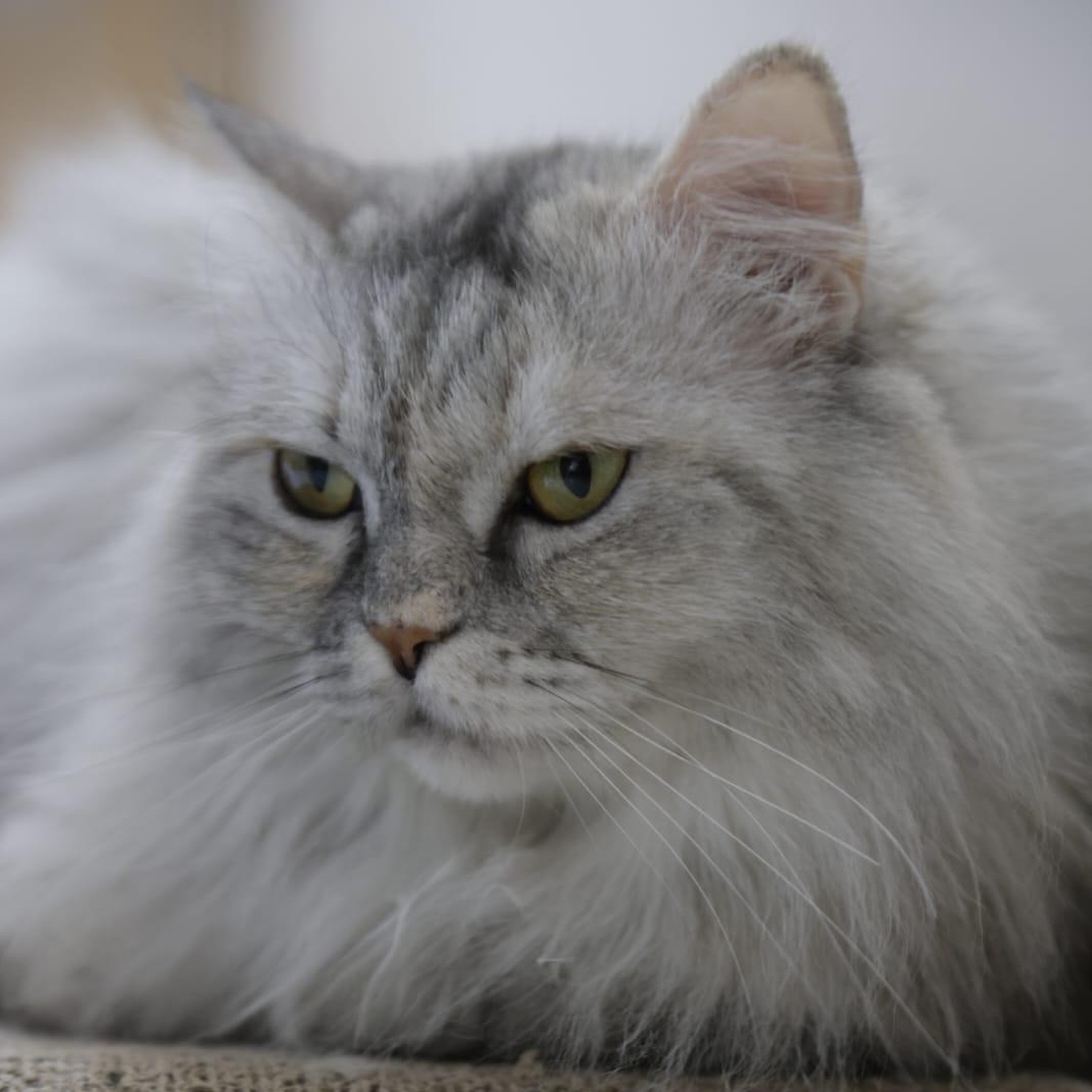 Enlarge Dreamfyre, an adopted Domestic Long Hair in Commack, NY image 2/6