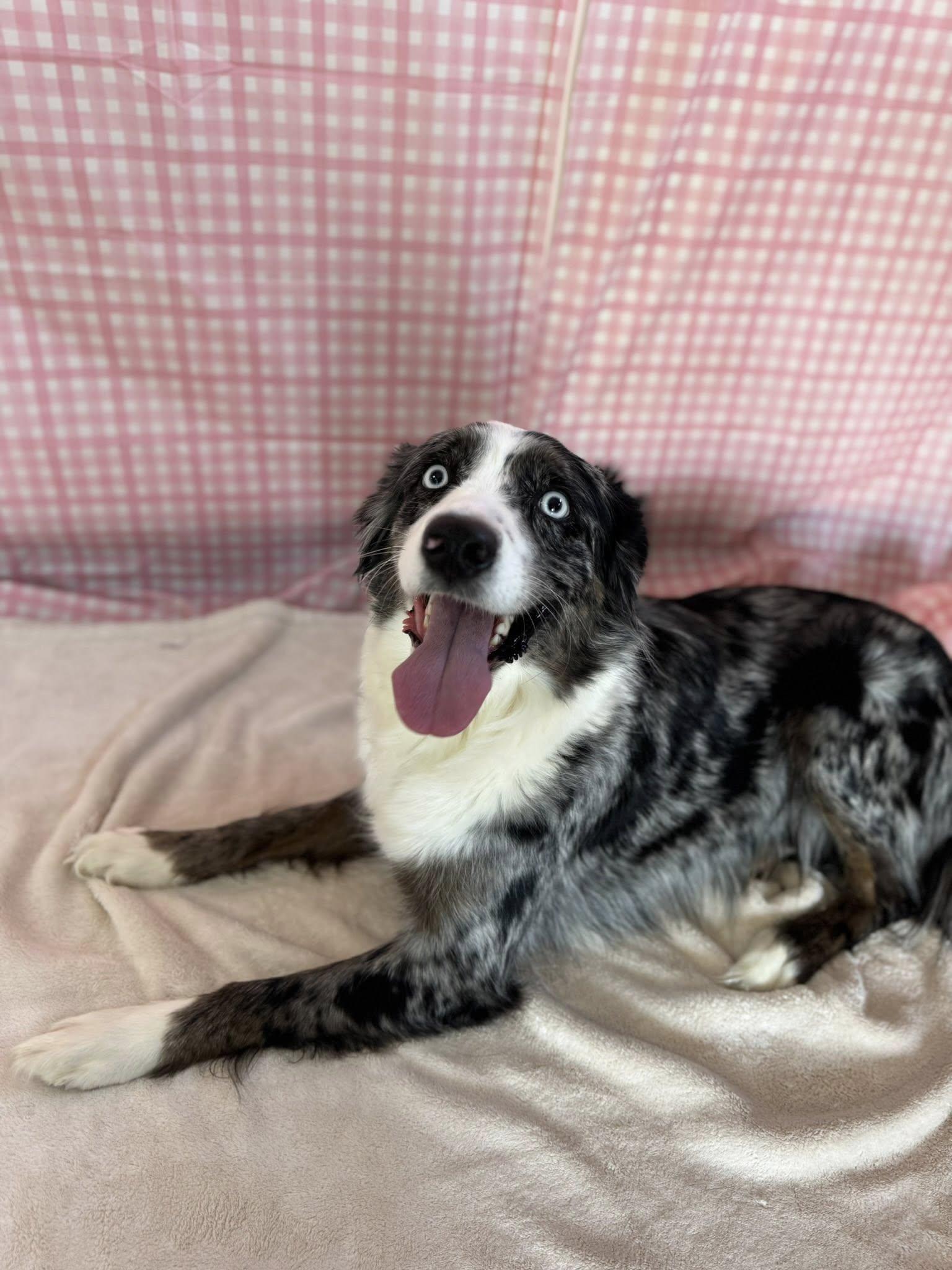 Iris , adopted, Adult Female Australian Shepherd.