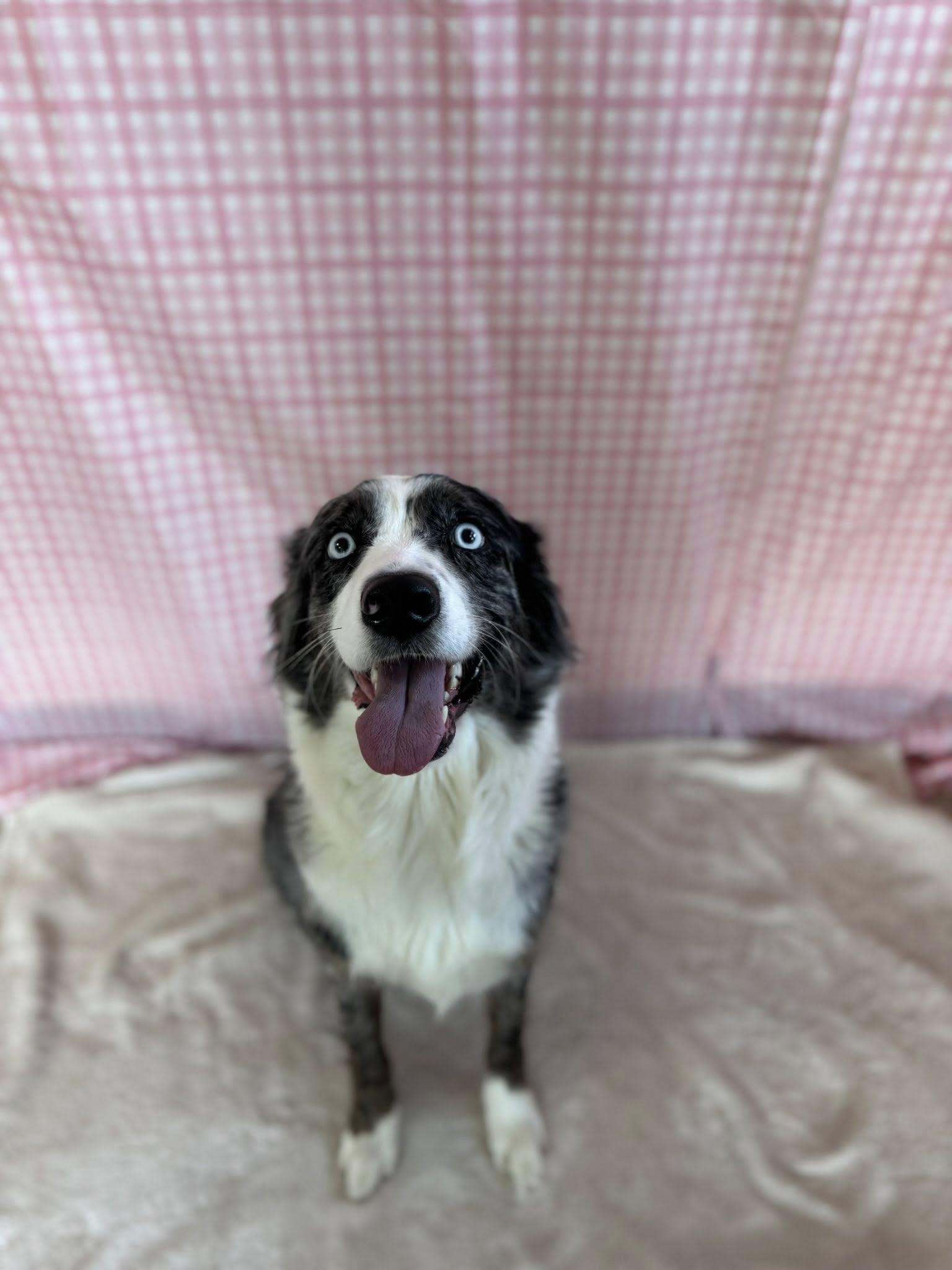 Enlarge Iris , an adopted Australian Shepherd in Chickasha, OK image 2/2