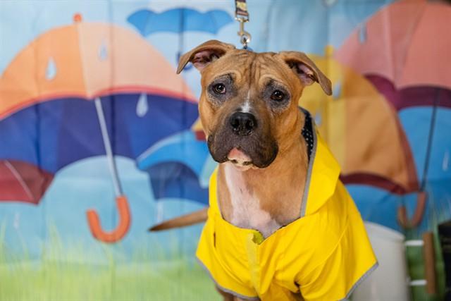 WINSLOW, Adoptable, Young Male Pit Bull Terrier.