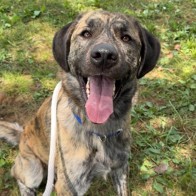 Enlarge Stitch, a Adoptable mixed breed in Oak Ridge, TN image 1/6
