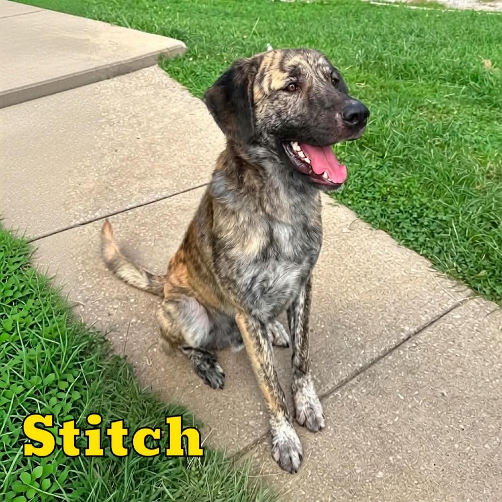 Stitch, Adoptable, Adult Male Great Pyrenees & Treeing Walker Coonhound.
