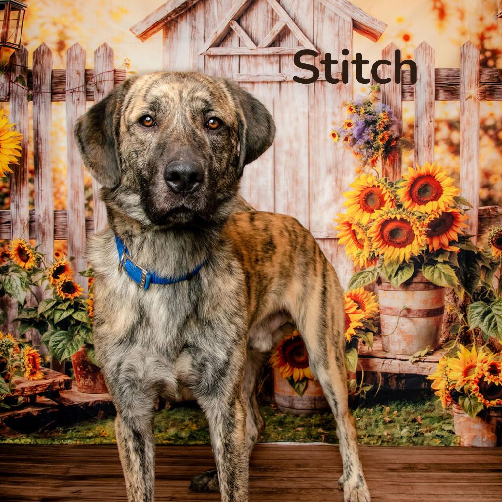 Enlarge Stitch, a Adoptable mixed breed in Oak Ridge, TN image 2/2