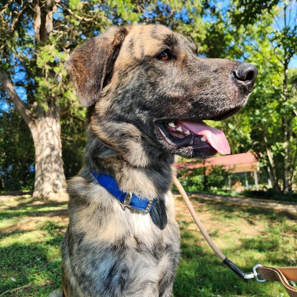 Enlarge Stitch, a Adoptable mixed breed in Oak Ridge, TN image 4/6