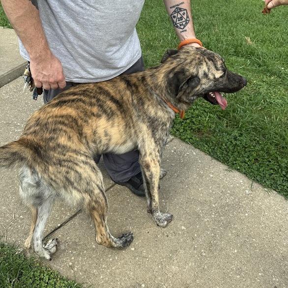 Enlarge Stitch, a Adoptable mixed breed in Oak Ridge, TN image 5/6