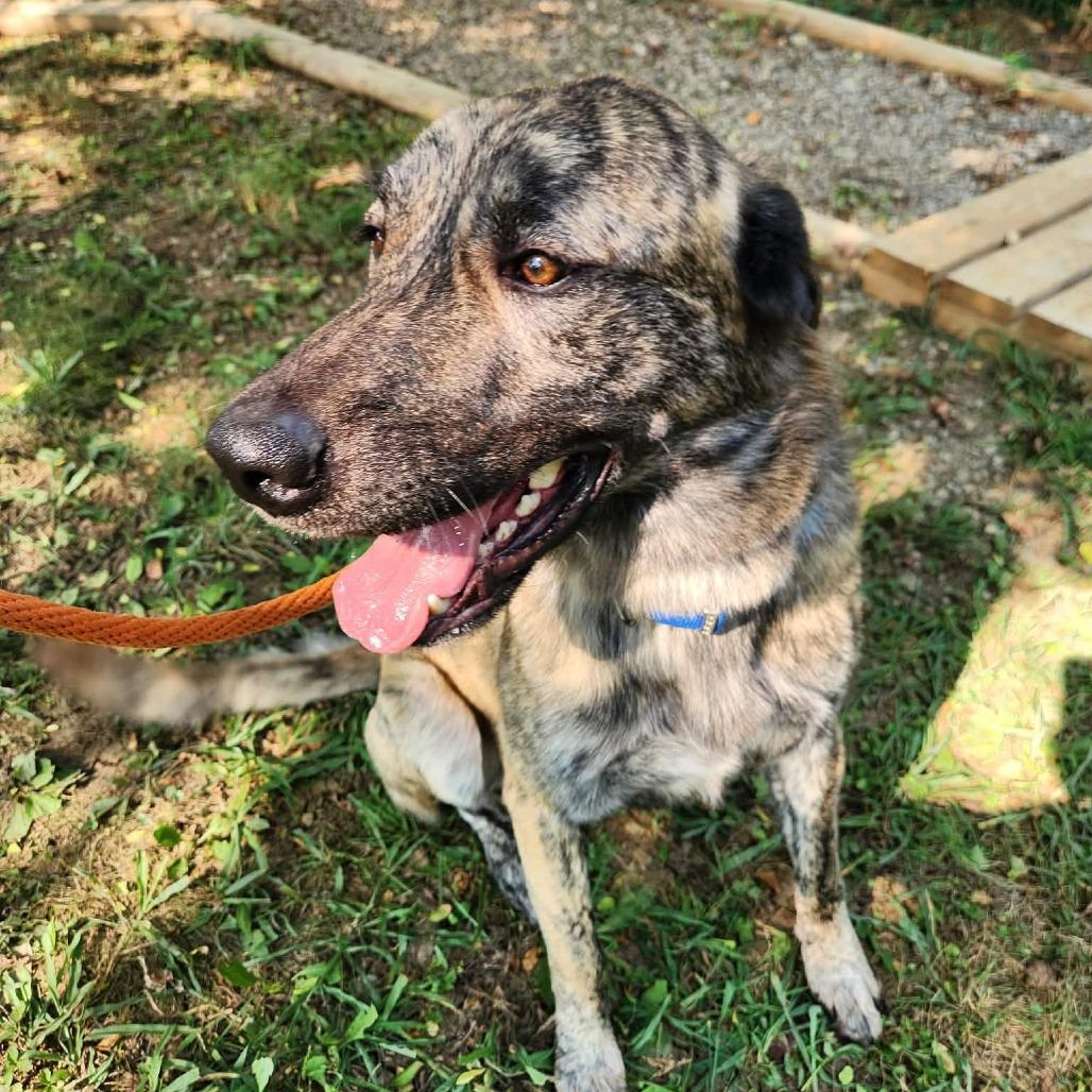 Enlarge Stitch, a Adoptable mixed breed in Oak Ridge, TN image 6/6