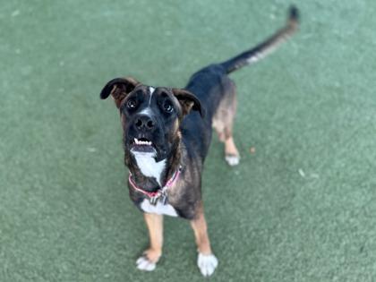 Enlarge Iridessa, a Adoptable mixed breed in Phoenix, AZ image 1/3