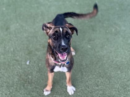 Enlarge Iridessa, a Adoptable mixed breed in Phoenix, AZ image 2/3