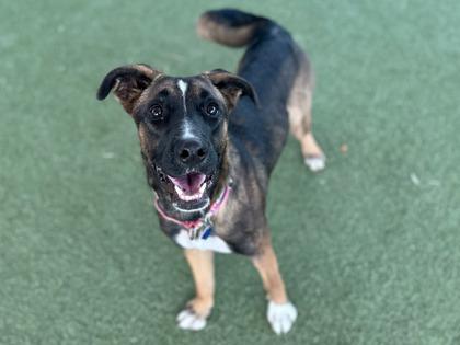 Enlarge Iridessa, a Adoptable mixed breed in Phoenix, AZ image 3/3