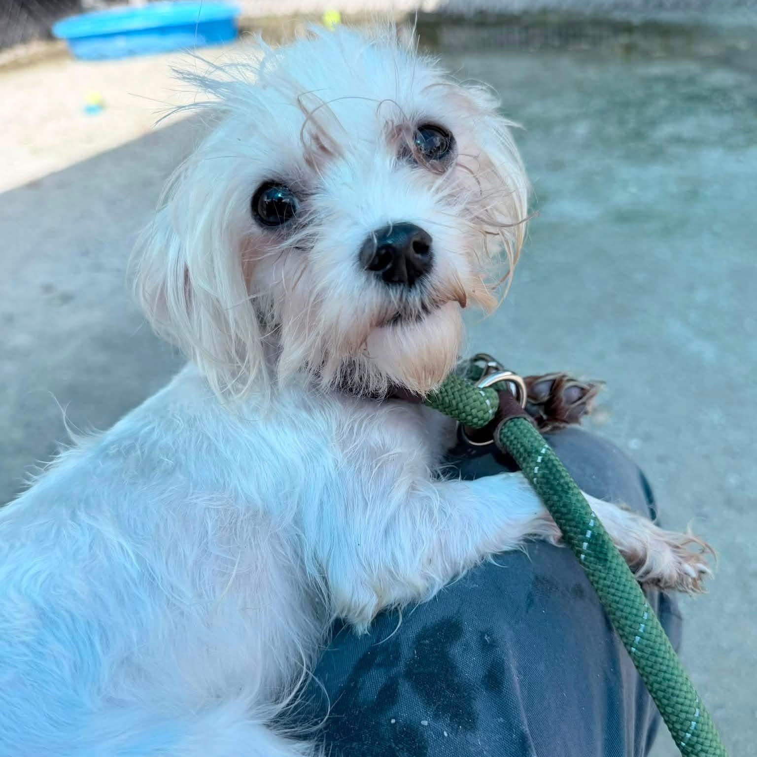 Enlarge Cora, a Adopted Maltese in Philadelphia, PA image 1/1