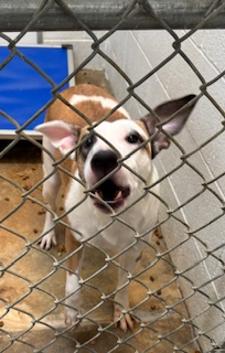 Athena, Adopted, Young Female Husky.