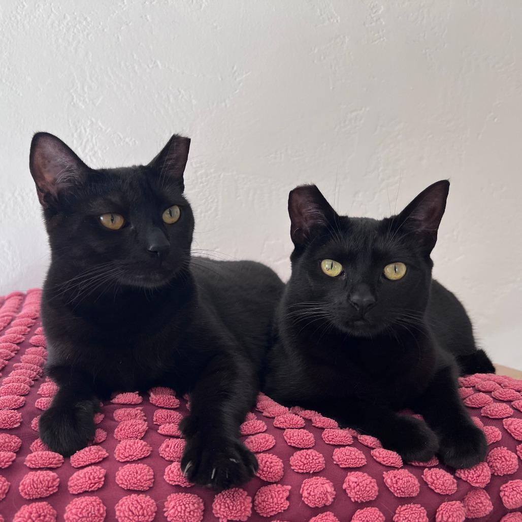 Mabel, a ADOPTABLE Domestic Short Hair in Vallejo, CA image 3/4