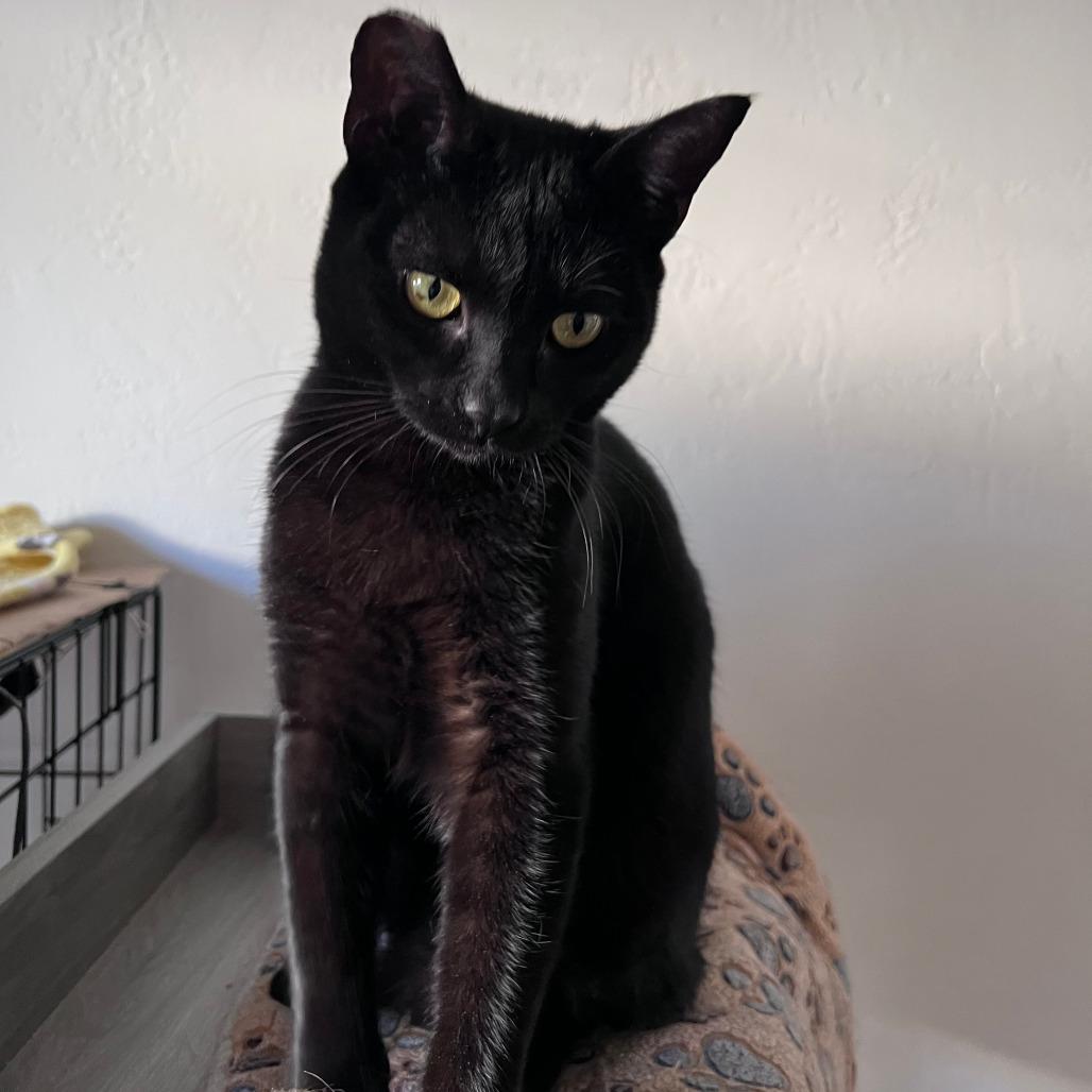 Mabel, a ADOPTABLE Domestic Short Hair in Vallejo, CA image 1/4