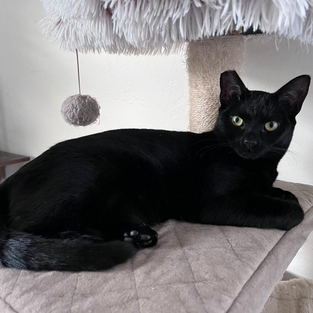 Mabel, a ADOPTABLE Domestic Short Hair in Vallejo, CA image 2/4