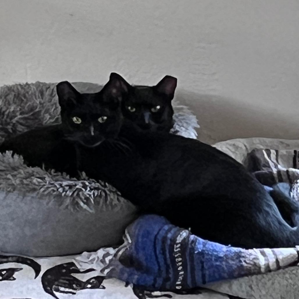 Mabel, a ADOPTABLE Domestic Short Hair in Vallejo, CA image 4/4