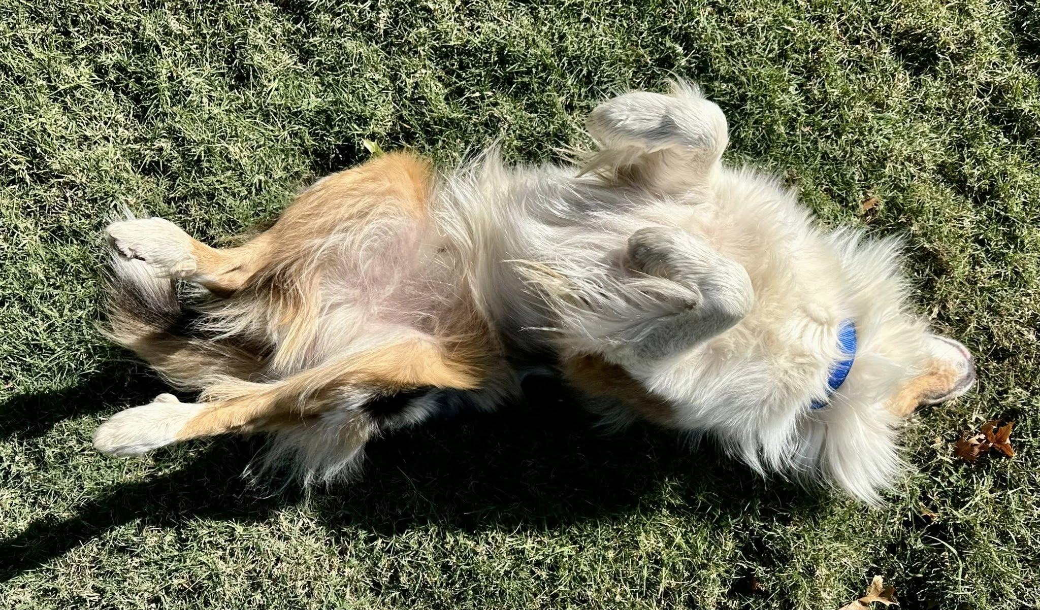 ARPH #14643 - Prince, a Adoptable Australian Shepherd in Bryan, TX image 2/6