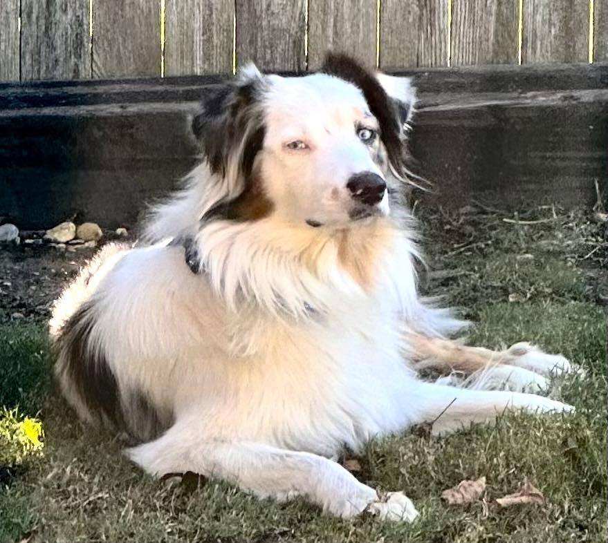 ARPH #14643 - Prince, a Adoptable Australian Shepherd in Bryan, TX image 3/6